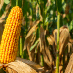 FPO Corn: A Comprehensive Its Benefits, Uses, and Farming